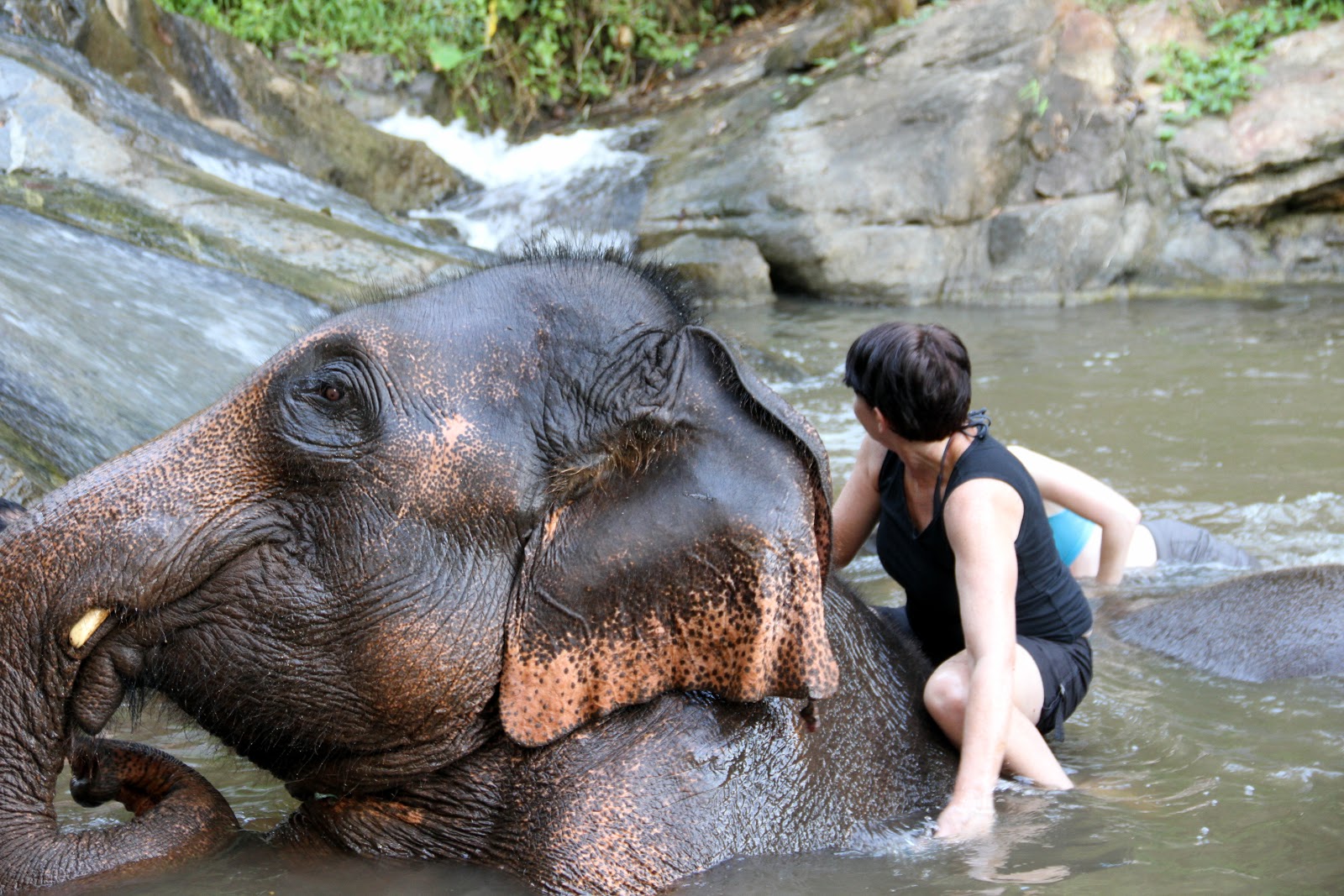 Spending a Day with Elephants in Thailand - Ferreting Out the Fun