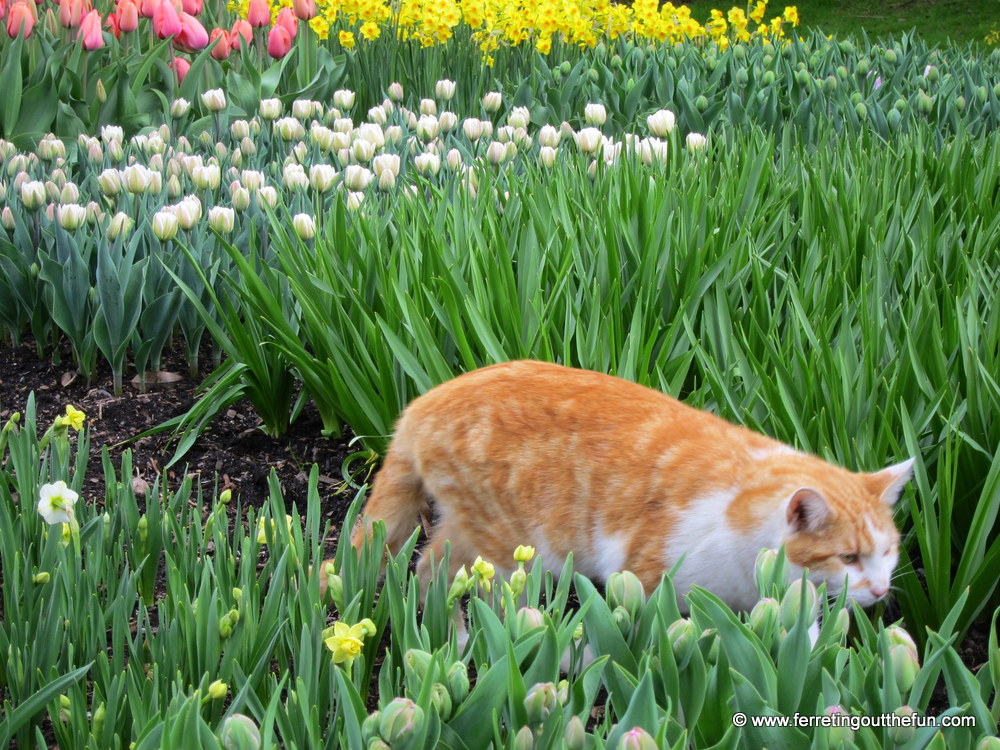 Look who I found tiptoeing through the tulips!