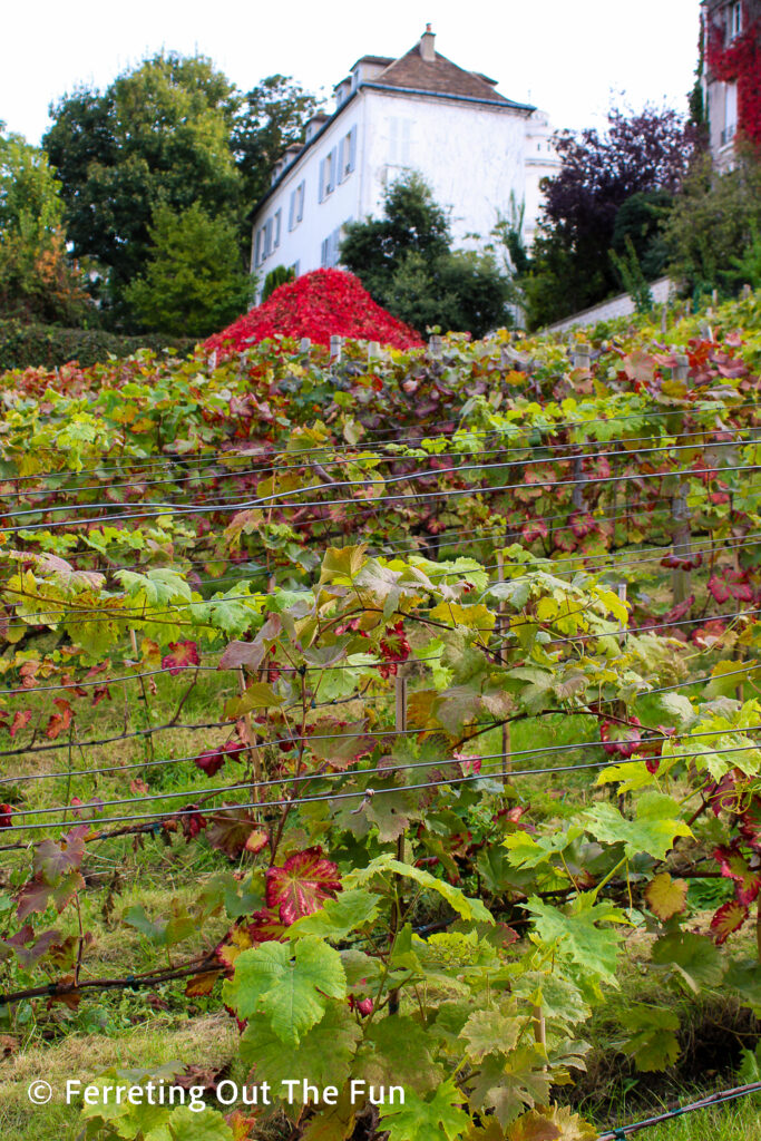 Clos Montmartre, the only vineyard in Paris