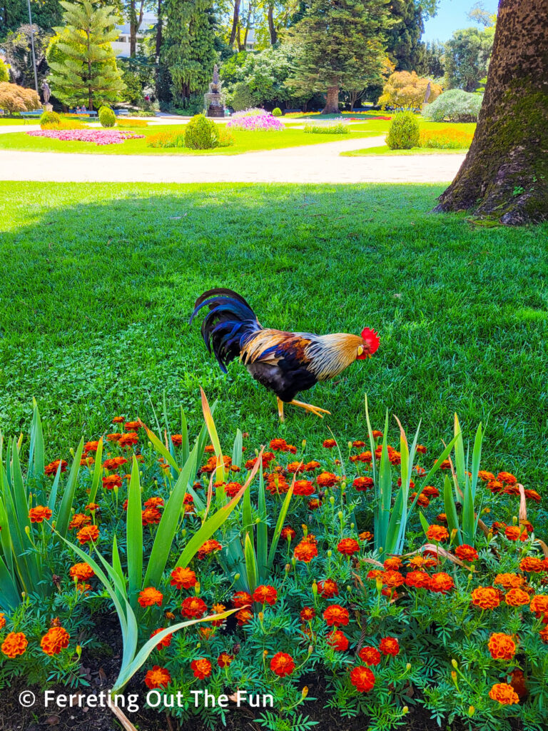 A rooster roams around the Crystal Palace Gardens in Porto