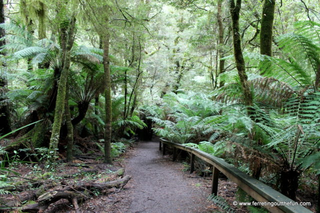 Driving the Great Ocean Road with Go West Tours - Ferreting Out the Fun