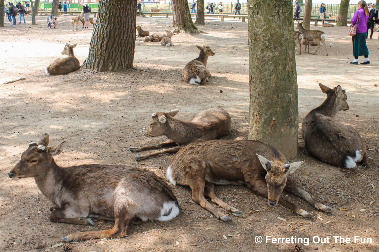 Nara Day Trip: One Day in Japan’s Deer City - Ferreting Out the Fun