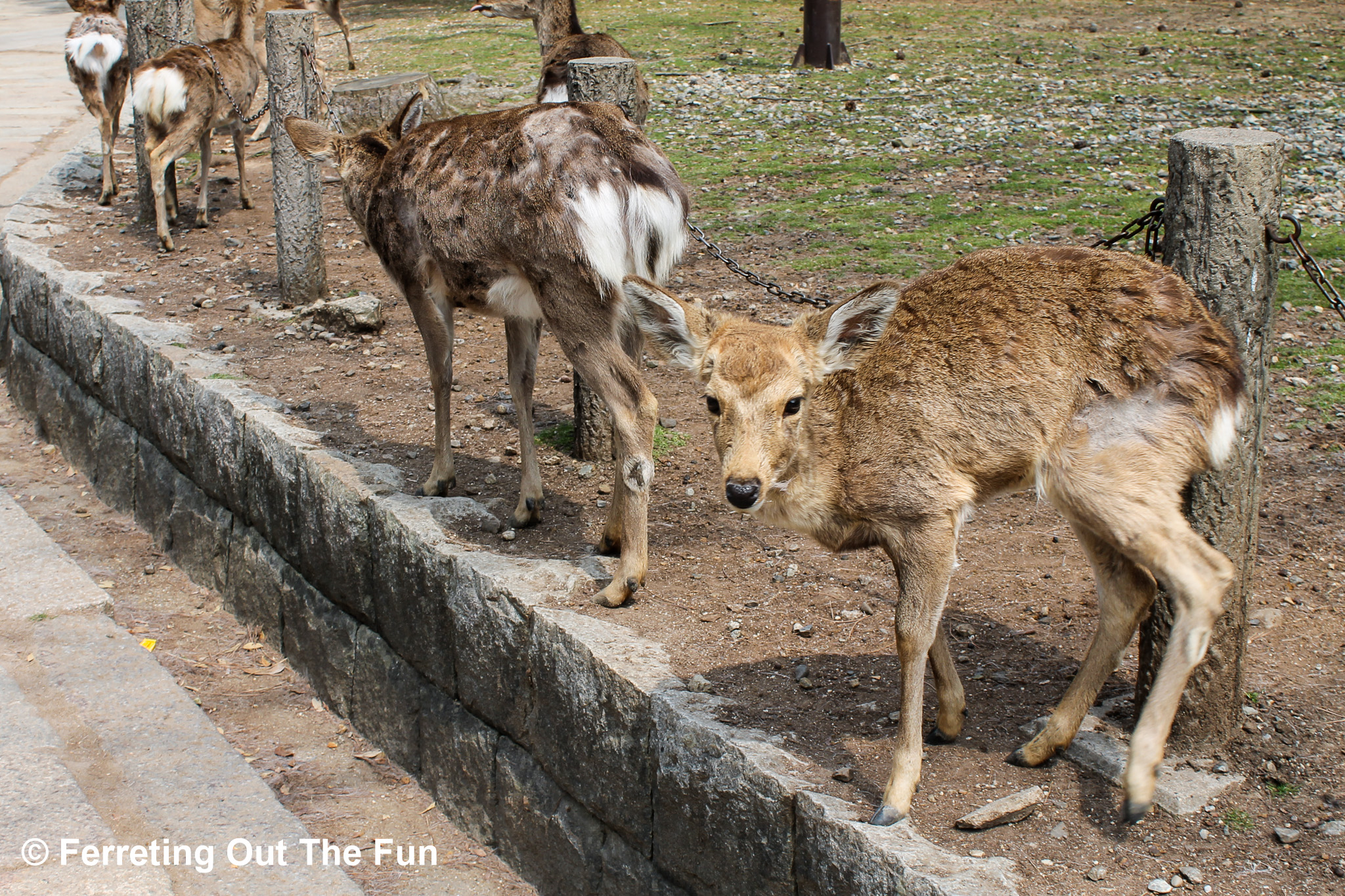 Nara Day Trip: One Day in Japan’s Deer City - Ferreting Out the Fun