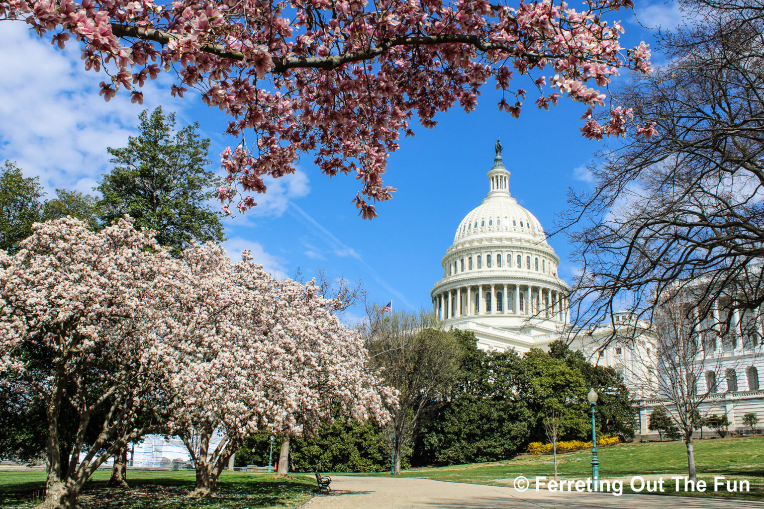 The Ultimate Washington DC Spring Blossoms Guide - Ferreting Out the Fun