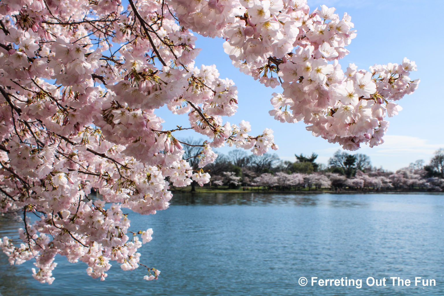 The Ultimate Washington DC Spring Blossoms Guide - Ferreting Out the Fun