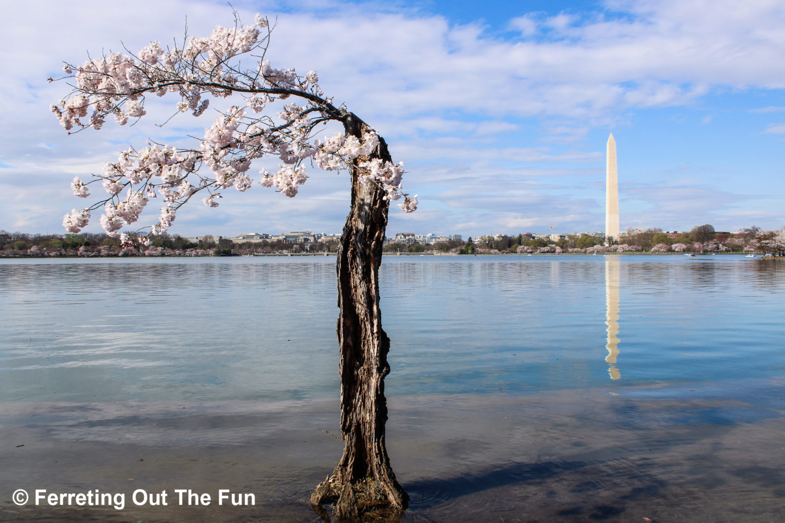 A Guide to the Washington, DC Cherry Blossom Festival - Ferreting Out ...