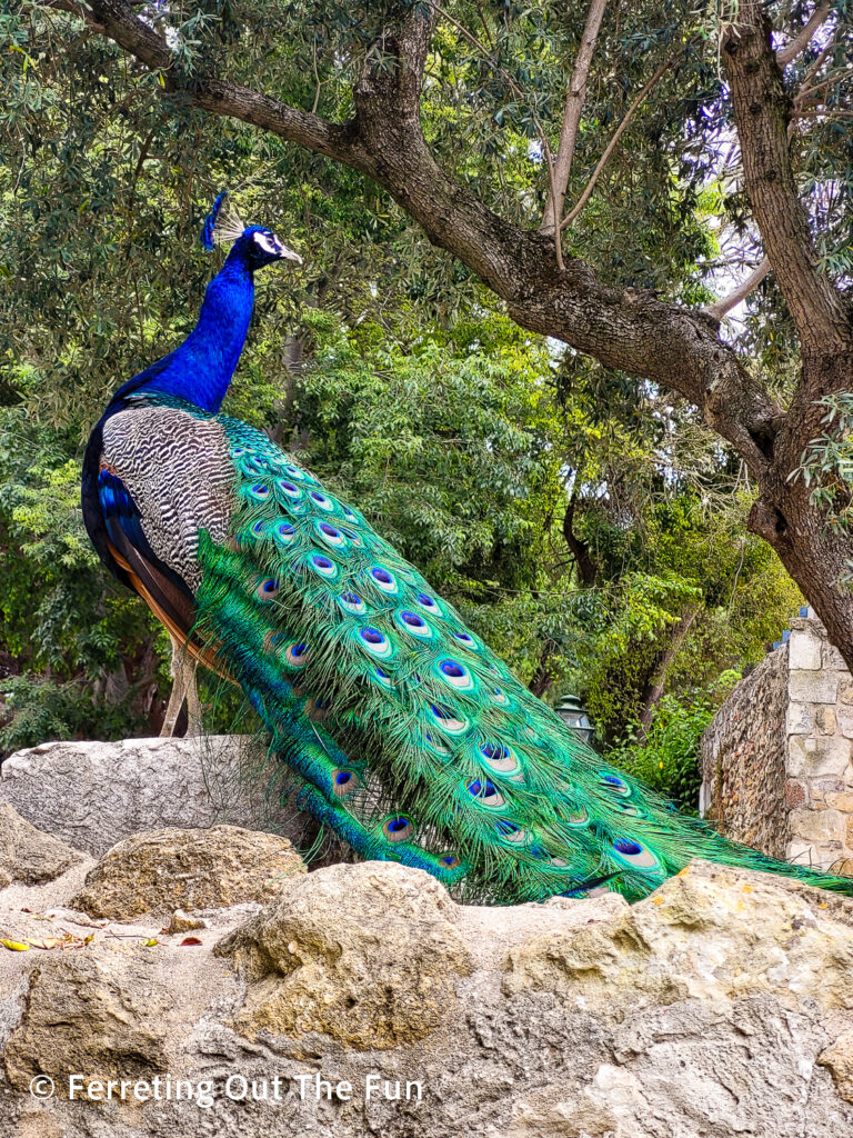 A beautiful peacock poses at Lisbon's Castle of Saint George 