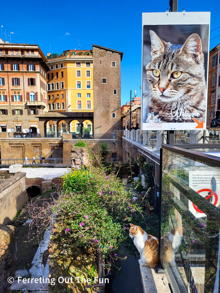 Torre Argentina is a cat sanctuary in the place where Julius Caesar was killed in Rome