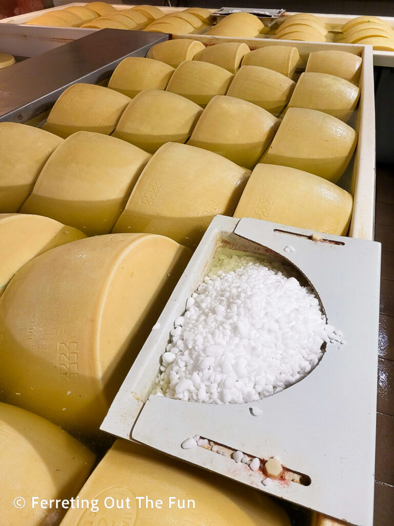 Wheels of Parmigiano Reggiano cheese getting a salt bath to impart flavor before aging.