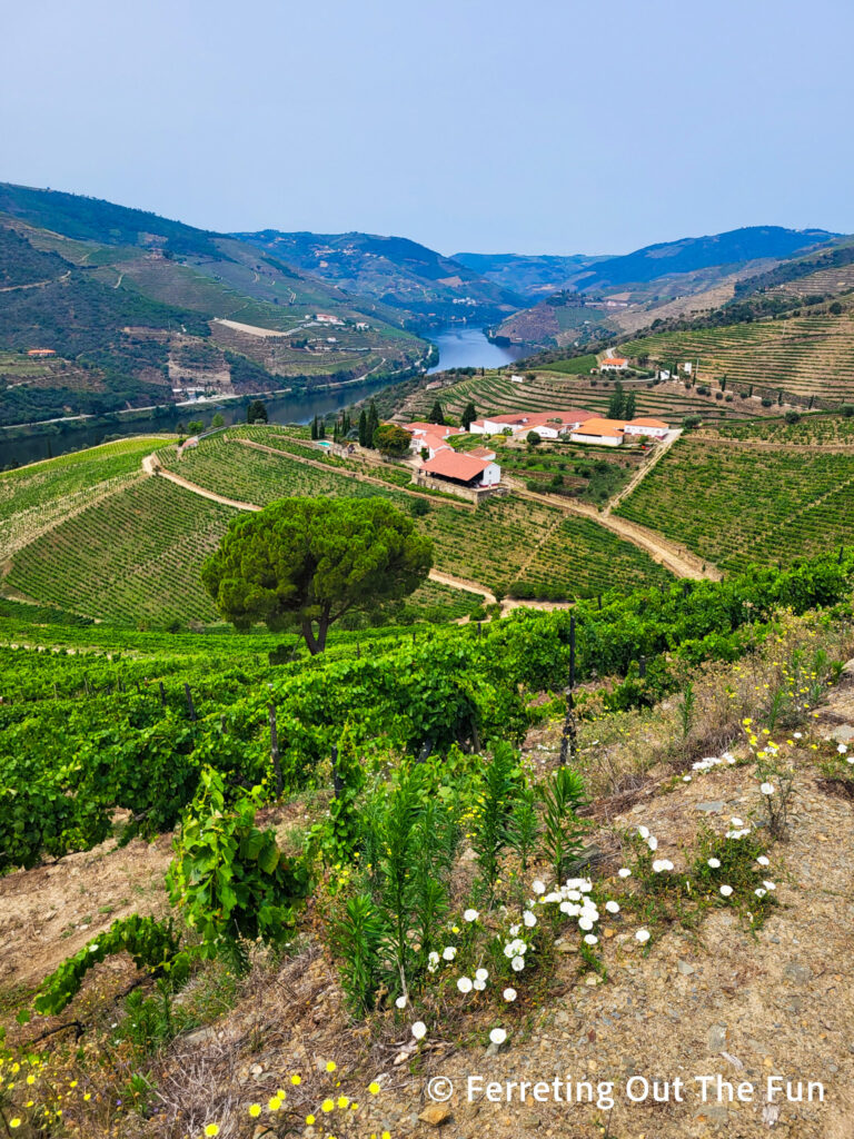 View of the vineyards on the Quinta Nova estate in the Douro Valley Portugal