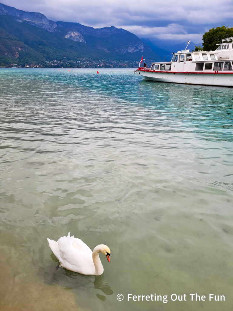 A swan floats on the icy blue water of Lake Annecy next to the French Alps