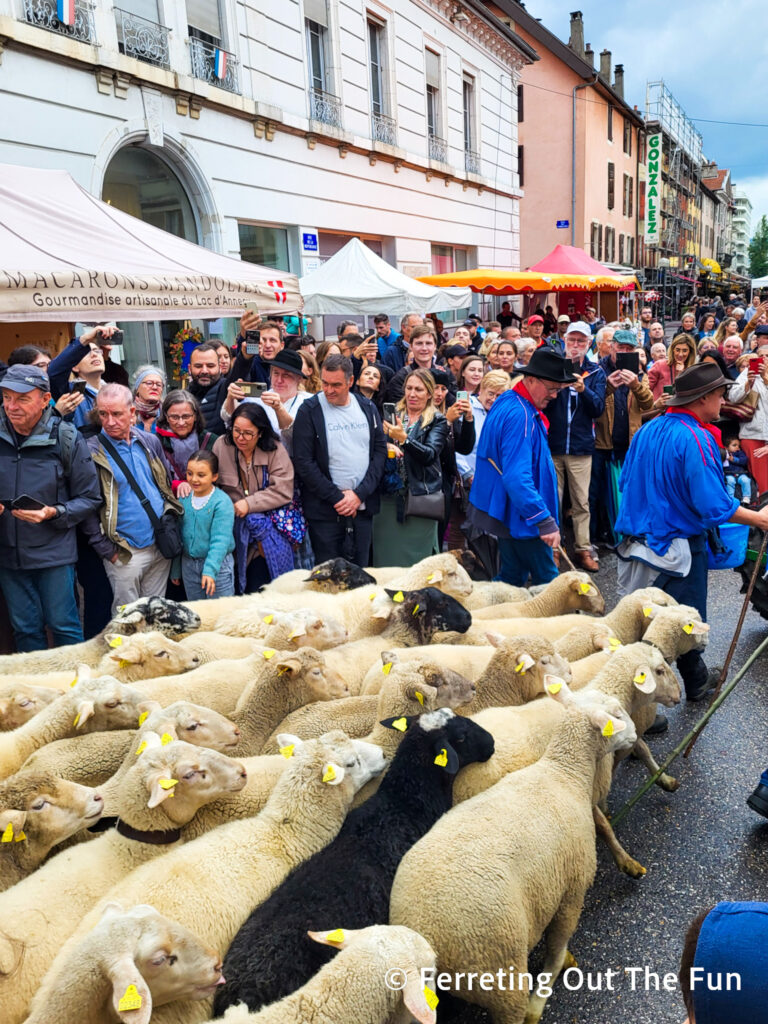 A flock of sheep in the Annecy Cow Parade during the return from the alpine pastures