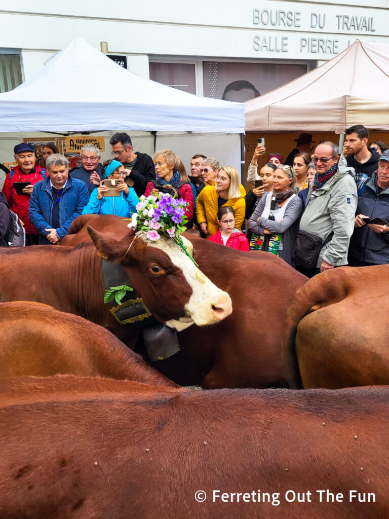 A cow wearing flowers and a bell for the Annecy Cow Festival, the annual return from the alpine pastures