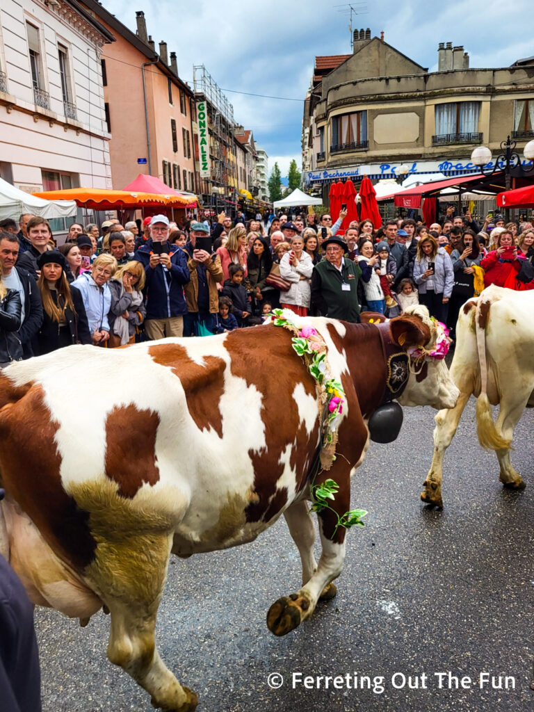 A large crowd watches the Annecy Cow Parade for le Retour des Alpages