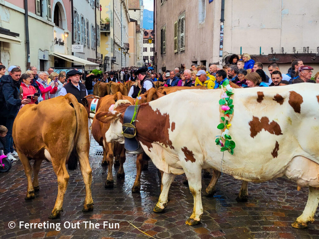 Annecy Cow Festival