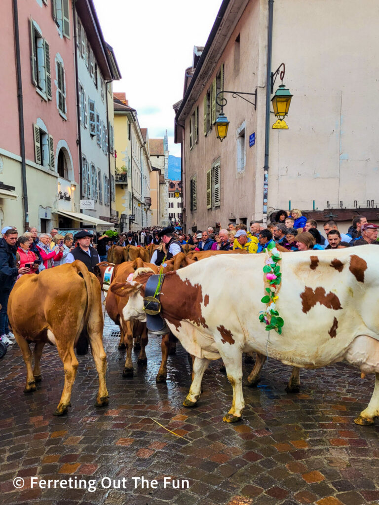 A herd of cows making its way down a cobbled street in the medieval town of Annecy France for le Retour des Alpages